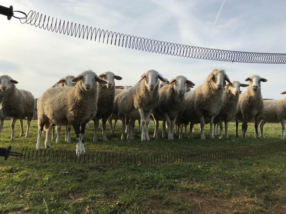 Tourist farm Artisek Villa Store Eksteriør bilde
